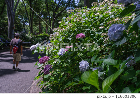 新宿中央公園　アジサイ咲く小路　東京都新宿区 116603806