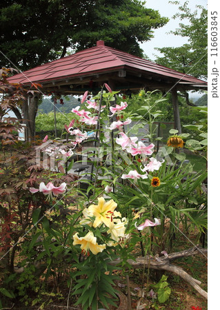 初夏の北の恋人岬 116603845