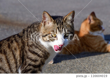 野良ネコ 116604019