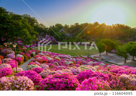 ツツジの森 ツツジの森 116604095