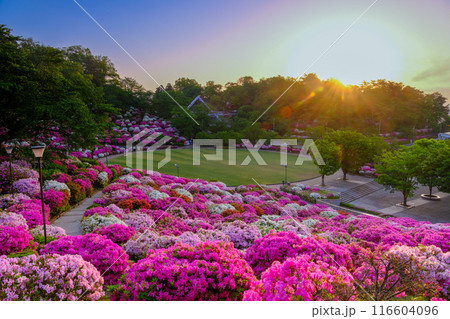 ツツジの森 116604096
