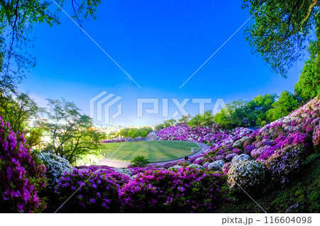 ツツジの森 116604098