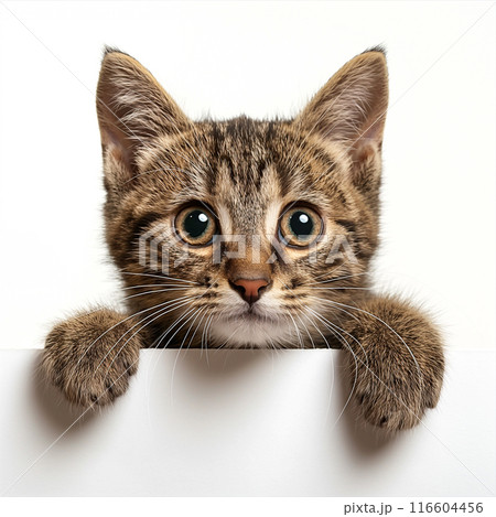 Tabby Kitten Peeking Over White Sign. Generative AI 116604456