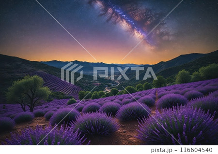 Lavender field at night, amazing landscape with starry sky, milky way and glow of sunrise 116604540