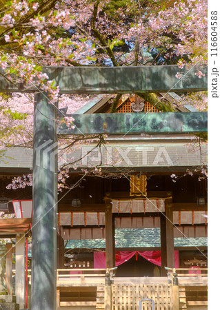桜に覆われた神社 116604588