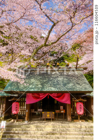満開の桜と金色の鳥居が見える神社 満開の桜と金色の鳥居が見える神社 116604589