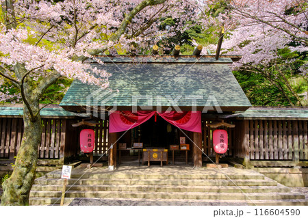 満開の桜と金色の鳥居が見える神社 116604590