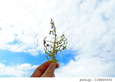 A hole in a leaf caused by insects, holding the leaf up to the sky 116604591