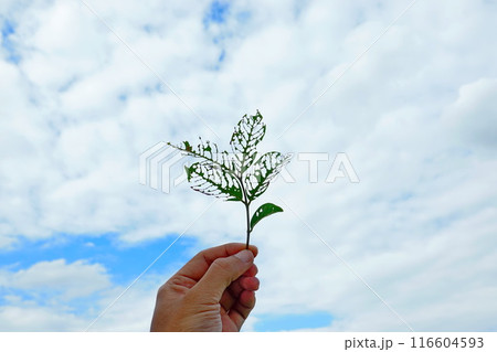 A hole in a leaf caused by insects, holding the leaf up to the sky 116604593