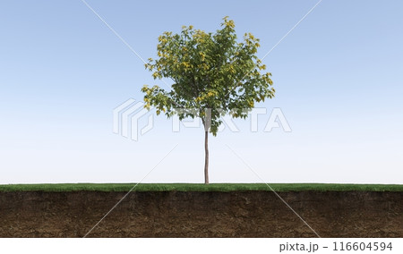 Deciduous tree and soil cut under it. Isolated garden element, 3D illustration, cg render 116604594