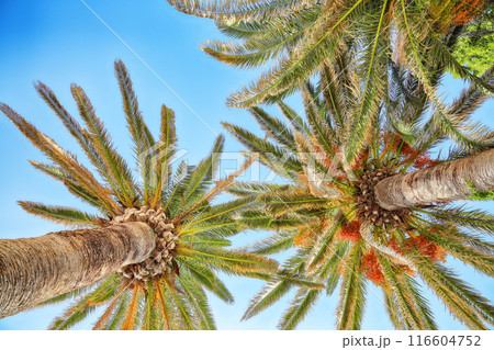 Captivating View of date palm on tree from below. Amazing blue sky and endless skyline. Captivating View of date palm on tree from below. Amazing blue sky and endless skyline. 116604752