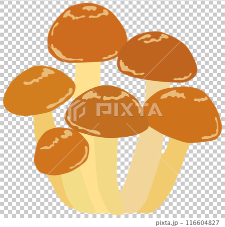 シンプルななめこのイラスト ベクター素材 116604827