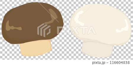 Simple mushroom illustration vector material Simple mushroom illustration vector material 116604838