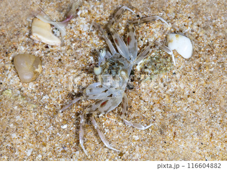 small crab on the beach, night shooting by the ocean 116604882