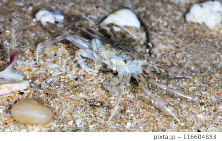 small crab on the beach, night shooting by the ocean 116604883
