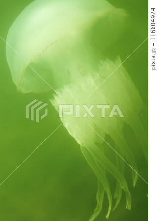 Large marine jellyfish, in a natural habitat 116604924