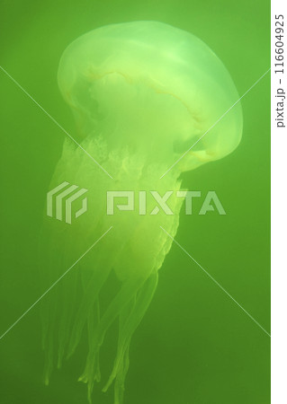 Large marine jellyfish, in a natural habitat 116604925