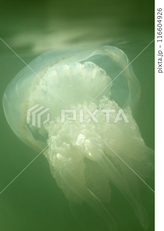 Large marine jellyfish, in a natural habitat 116604926