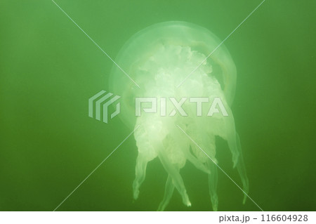 Large marine jellyfish, in a natural habitat Large marine jellyfish, in a natural habitat 116604928