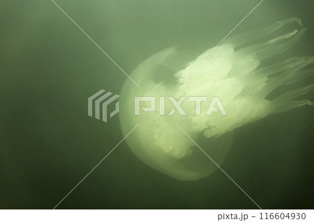 Large marine jellyfish, in a natural habitat 116604930