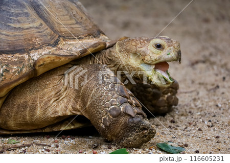 Close up head Sulcata tortoise is open mouth in the garden 116605231