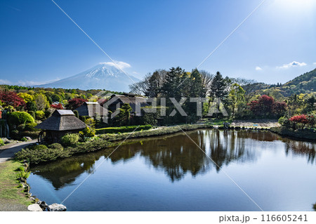 忍野八海から望む、富士山(山梨県) 116605241
