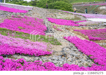 茶臼山高原の芝桜の丘に咲く芝桜(愛知県) 茶臼山高原の芝桜の丘に咲く芝桜(愛知県) 116605273