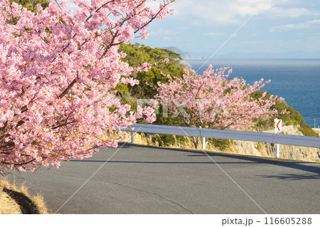 道沿いに咲いている河津桜 116605288