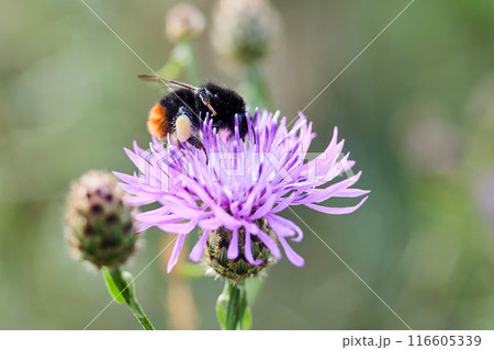Close-up of a bee on a purple flower with a soft, blurred background 116605339