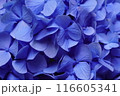 青紫のアジサイの花びら（クローズアップ） 116605341