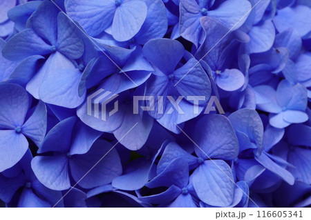 青紫のアジサイの花びら(クローズアップ) 青紫のアジサイの花びら(クローズアップ) 116605341