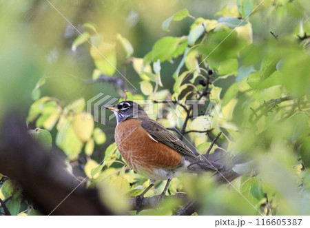 枝にとまるコマツグミ 116605387