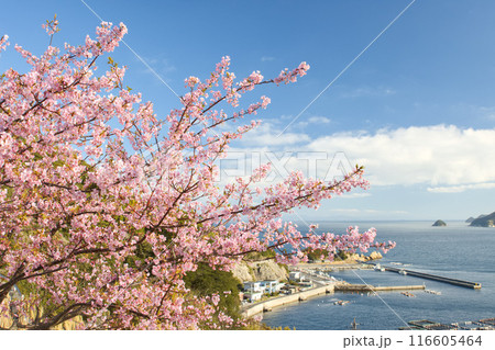 河津桜と漁港 116605464