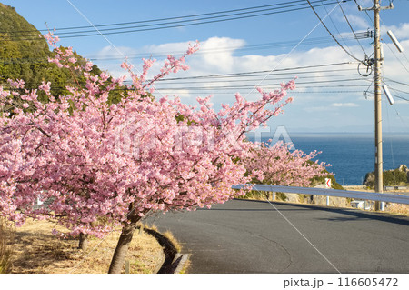 海の見える道沿いに咲いてる河津桜 116605472