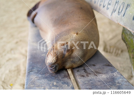 ベンチの上で眠る野生のアザラシ ベンチの上で眠る野生のアザラシ 116605649