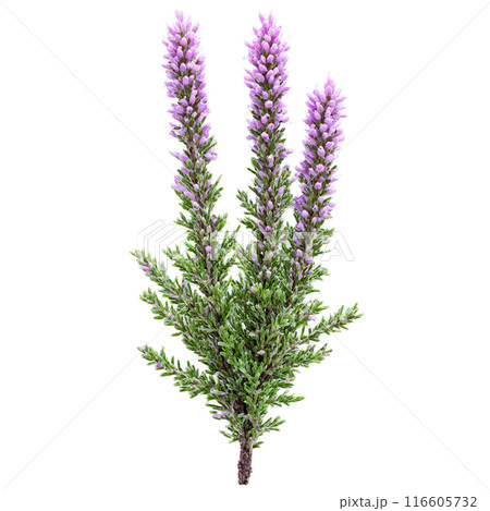 Heather Bush low growing shrub with tiny scale like leaves and spikes of purple flowers 116605732