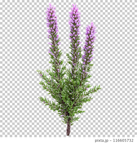 Heather Bush low growing shrub with tiny scale like leaves and spikes of purple flowers Heather Bush low growing shrub with tiny scale like leaves and spikes of purple flowers 116605732