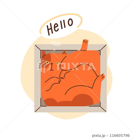 Cute ginger cat lies inside in gift box and say Hello, vector funny hiding kitten, cartoon fluffy pet above view Cute ginger cat lies inside in gift box and say Hello, vector funny hiding kitten, cartoon fluffy pet above view 116605796