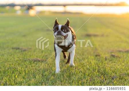 ボールで遊ぶボストンテリア 116605931