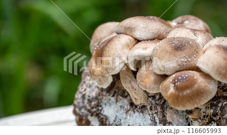 しいたけ栽培 しいたけ栽培 116605993