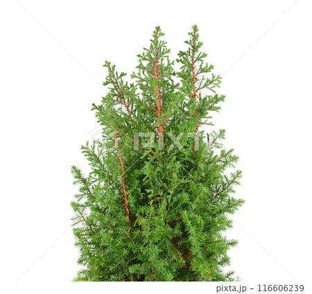 Cypress in a flowerpot isolated on a white. Cypress in a flowerpot isolated on a white. 116606239