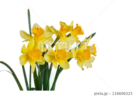 beautiful yellow flowers daffodils in a vase on a white background 116606325