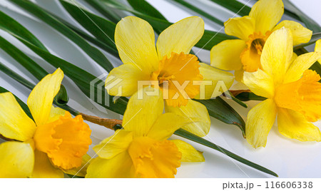 beautiful yellow flowers daffodils on a white background 116606338