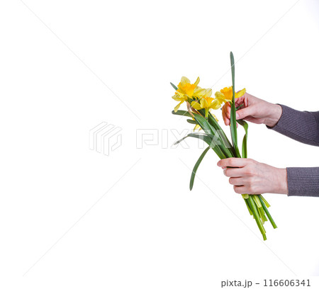 beautiful yellow flowers daffodils in the hands of a girl on a white background 116606341