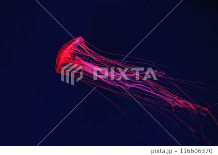 Shooting macro Chrysaora pacifica underwater 116606370