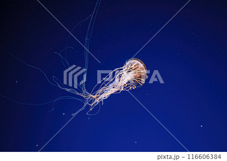 macro photography underwater northern sea nettle or brown jellyfish jellyfish 116606384