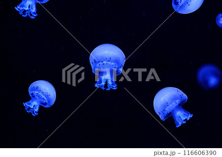 Shooting macro Jellyfish Spotted Lagoon underwater Shooting macro Jellyfish Spotted Lagoon underwater 116606390