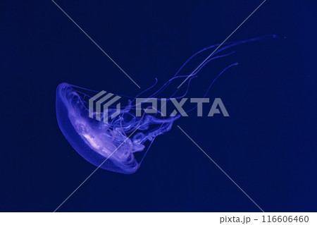 underwater shooting of beautiful Amakusa Jellyfish small (Sanderia Malayensis) underwater shooting of beautiful Amakusa Jellyfish small (Sanderia Malayensis) 116606460