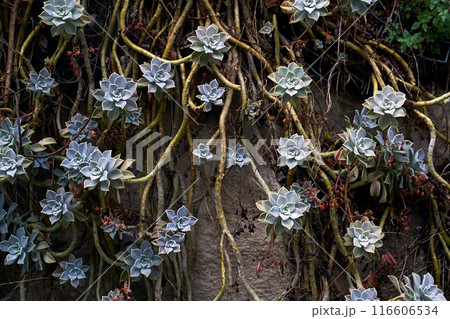 Many mother of pearl of ghost plant aka Graptopetalum paraguayense on the wall Many mother of pearl of ghost plant aka Graptopetalum paraguayense on the wall 116606534