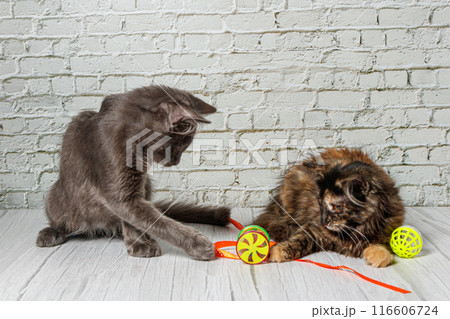 Beautiful couple of gray cat boy and girl on a brick wall background 116606724
